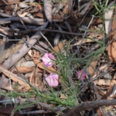 Convolvulus angustissimus subsp. angustissimus at Greenway, ACT - 22 Feb 2017 08:19 PM