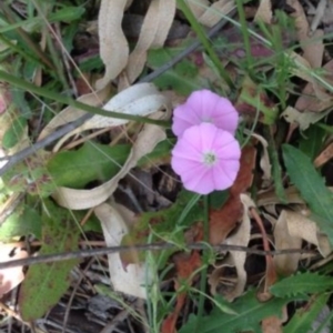 Convolvulus angustissimus subsp. angustissimus at Greenway, ACT - 22 Feb 2017 08:19 PM