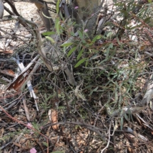 Convolvulus angustissimus subsp. angustissimus at Greenway, ACT - 22 Feb 2017 08:19 PM