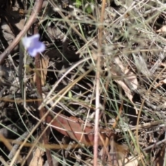 Wahlenbergia sp. (Bluebell) at Greenway, ACT - 22 Feb 2017 by SteveC