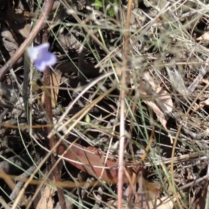 Wahlenbergia sp. at Greenway, ACT - 22 Feb 2017