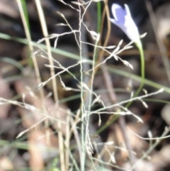 Wahlenbergia sp. at Greenway, ACT - 22 Feb 2017