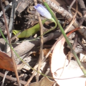 Wahlenbergia sp. at Greenway, ACT - 22 Feb 2017