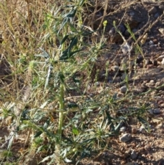 Xanthium spinosum (Bathurst Burr) at Greenway, ACT - 22 Feb 2017 by SteveC