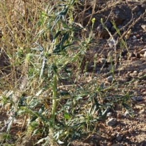 Xanthium spinosum at Greenway, ACT - 22 Feb 2017 08:46 PM