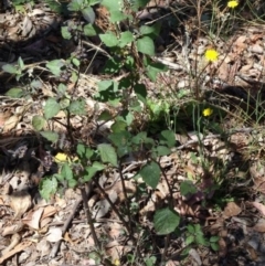 Solanum nigrum (Black Nightshade) at Greenway, ACT - 22 Feb 2017 by SteveC