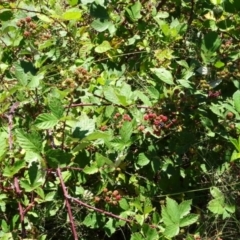 Rubus anglocandicans (Blackberry) at Greenway, ACT - 22 Feb 2017 by SteveC