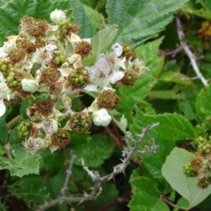 Rubus anglocandicans at Greenway, ACT - 22 Feb 2017