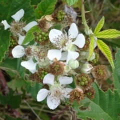 Rubus anglocandicans at Greenway, ACT - 22 Feb 2017 07:45 PM