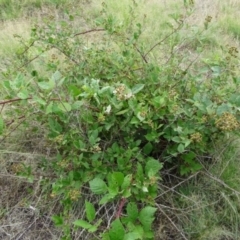 Rubus anglocandicans at Greenway, ACT - 22 Feb 2017 07:45 PM