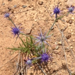 Eryngium ovinum (Blue Devil) at Greenway, ACT - 22 Feb 2017 by SteveC