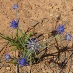 Eryngium ovinum at Greenway, ACT - 22 Feb 2017