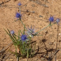 Eryngium ovinum at Greenway, ACT - 22 Feb 2017 07:20 PM