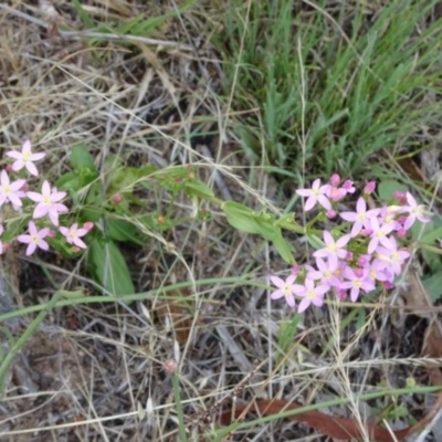 Centaurium erythraea (Common Centaury) at Greenway, ACT - 22 Feb 2017 by SteveC