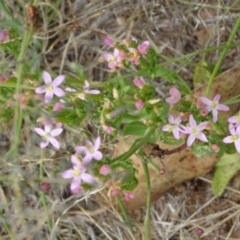 Centaurium erythraea at Greenway, ACT - 22 Feb 2017 08:51 PM