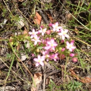 Centaurium erythraea at Greenway, ACT - 22 Feb 2017 08:51 PM