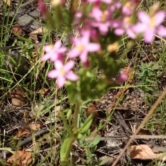 Centaurium erythraea at Greenway, ACT - 22 Feb 2017 08:51 PM