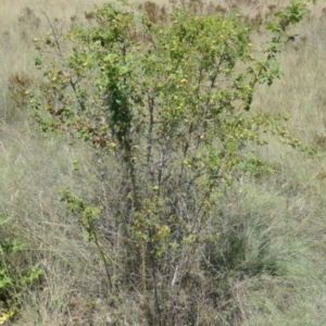 Rosa sp. at Greenway, ACT - 22 Feb 2017