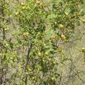 Rosa sp. at Greenway, ACT - 22 Feb 2017