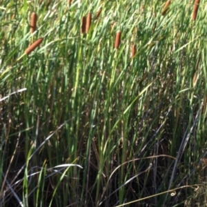 Typha sp. at Greenway, ACT - 22 Feb 2017