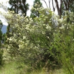 Bursaria spinosa (Native Blackthorn, Sweet Bursaria) at Greenway, ACT - 26 Jan 2017 by SteveC