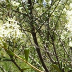 Bursaria spinosa at Greenway, ACT - 27 Jan 2017 12:00 AM