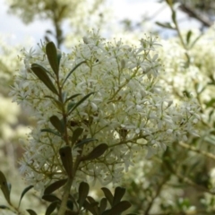 Bursaria spinosa at Greenway, ACT - 27 Jan 2017 12:00 AM