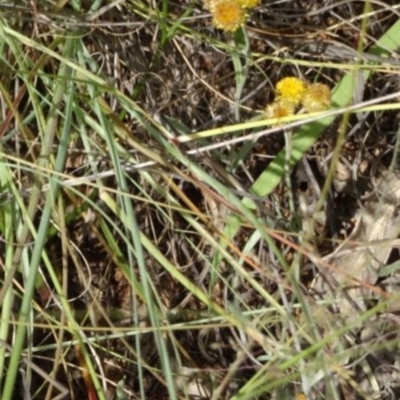 Chrysocephalum apiculatum (Common Everlasting) at Greenway, ACT - 22 Feb 2017 by SteveC