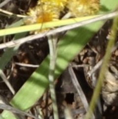 Chrysocephalum apiculatum at Greenway, ACT - 22 Feb 2017 07:20 PM