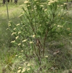 Cassinia longifolia (Shiny Cassinia, Cauliflower Bush) at Greenway, ACT - 22 Feb 2017 by SteveC