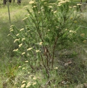 Cassinia longifolia at Greenway, ACT - 22 Feb 2017 07:16 PM