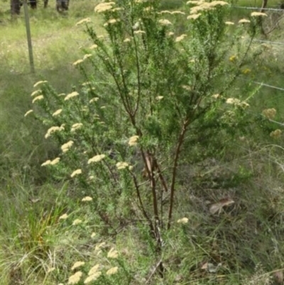 Cassinia longifolia (Shiny Cassinia, Cauliflower Bush) at Greenway, ACT - 22 Feb 2017 by SteveC