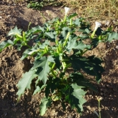 Datura stramonium (Common Thornapple) at Greenway, ACT - 22 Feb 2017 by SteveC