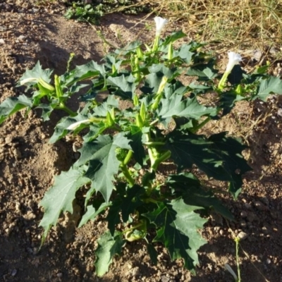 Datura stramonium (Common Thornapple) at Greenway, ACT - 22 Feb 2017 by SteveC