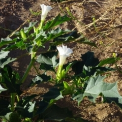 Datura stramonium at Greenway, ACT - 22 Feb 2017