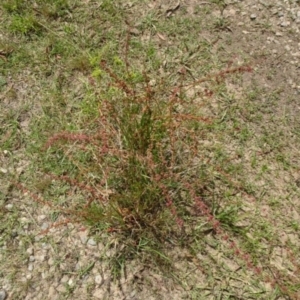 Rumex brownii at Greenway, ACT - 22 Feb 2017