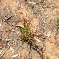 Rumex brownii at Greenway, ACT - 22 Feb 2017