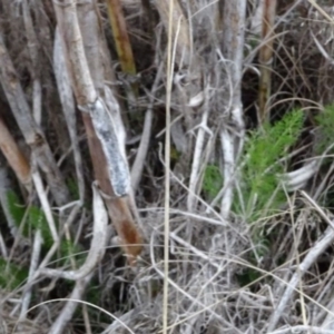 Foeniculum vulgare at Greenway, ACT - 21 Aug 2016