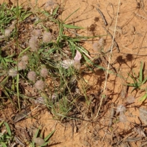 Trifolium arvense var. arvense at Greenway, ACT - 22 Feb 2017