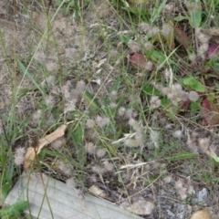 Trifolium arvense var. arvense at Greenway, ACT - 22 Feb 2017