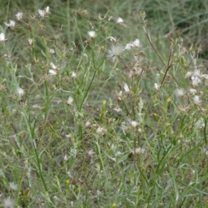 Senecio quadridentatus at Greenway, ACT - 22 Feb 2017