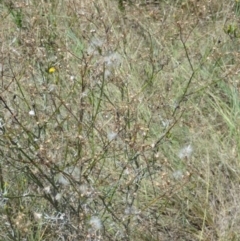 Senecio quadridentatus at Greenway, ACT - 22 Feb 2017