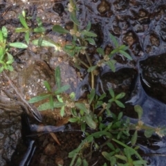 Alternanthera denticulata at Greenway, ACT - 22 Feb 2017