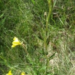 Oenothera stricta subsp. stricta at Greenway, ACT - 27 Nov 2016