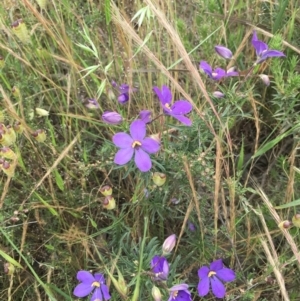 Cheiranthera linearis at Nanima, NSW - 23 Nov 2016 10:27 AM