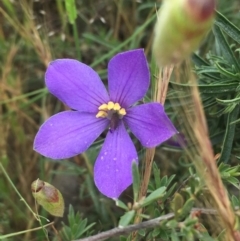 Cheiranthera linearis at Nanima, NSW - 23 Nov 2016