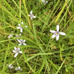 Isotoma fluviatilis subsp. australis (Swamp Isotome) at Springrange, NSW - 23 Nov 2016 by thedinosaurlady