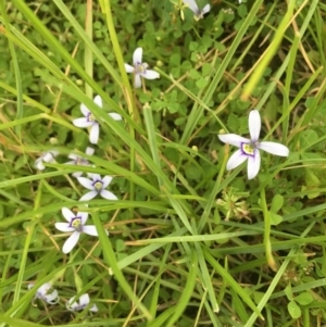 Isotoma fluviatilis subsp. australis at Springrange, NSW - 23 Nov 2016 12:28 PM