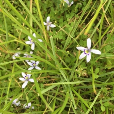 Isotoma fluviatilis subsp. australis (Swamp Isotome) at Springrange, NSW - 23 Nov 2016 by thedinosaurlady