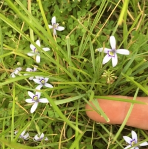 Isotoma fluviatilis subsp. australis at Springrange, NSW - 23 Nov 2016